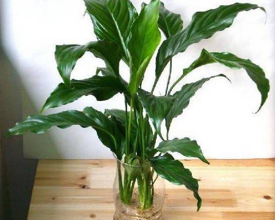 50种常见花卉浇水技巧,50种花卉种植技巧