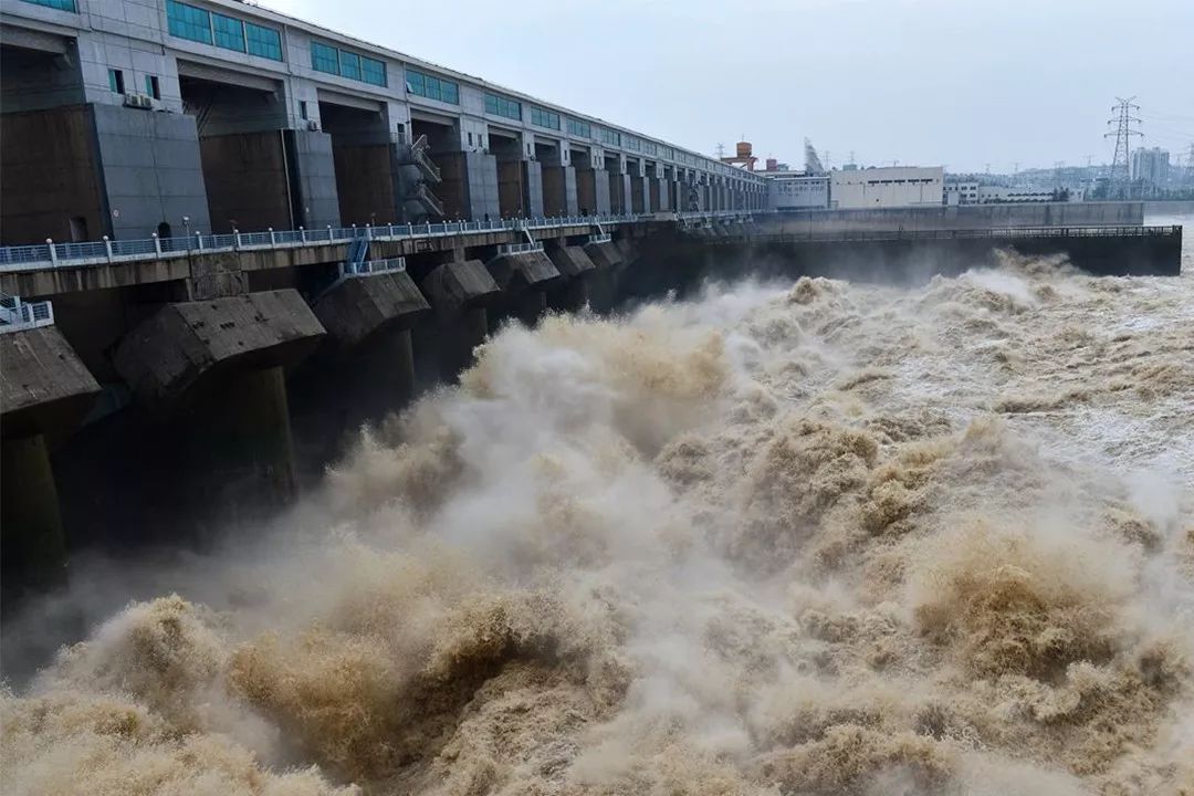 1.5亿年前的娃娃鱼，3000公里寻根的中华鲟，或因人类而灭绝