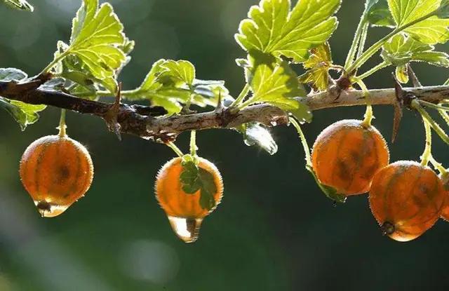 深夜睡不着想一个人的经典句子,晚上想一个人睡不着怎么办