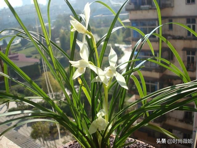 莲瓣兰有收藏价值吗,莲瓣兰12名品图解