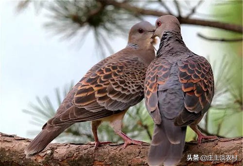 保护的小动物有哪些,保护类小动物