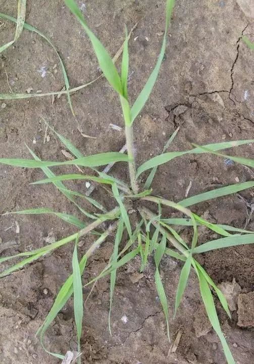 燕麦雀麦和节节麦的区别图谱,火眼金睛快速识别