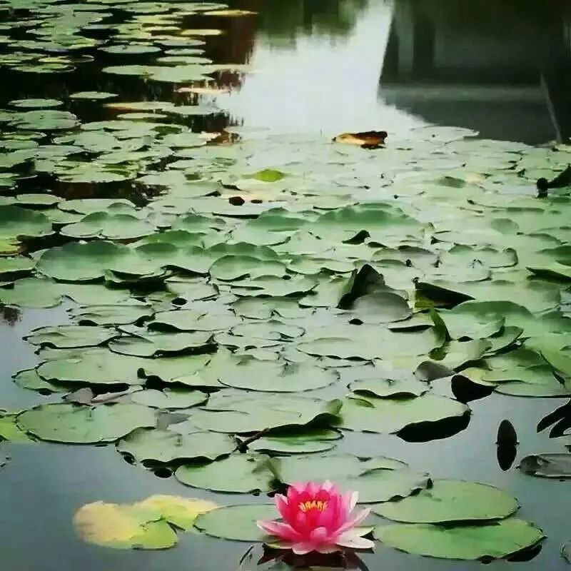 南京晓庄学院有哪些校区,南京晓庄学院有几个校区