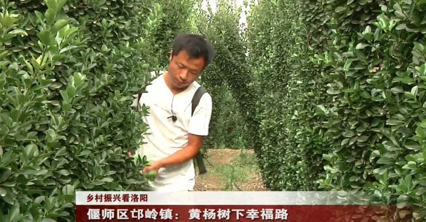 偃师区!美了!富了