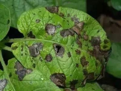 马铃薯的地下害虫有哪些,马铃薯种植技术及病虫害防治