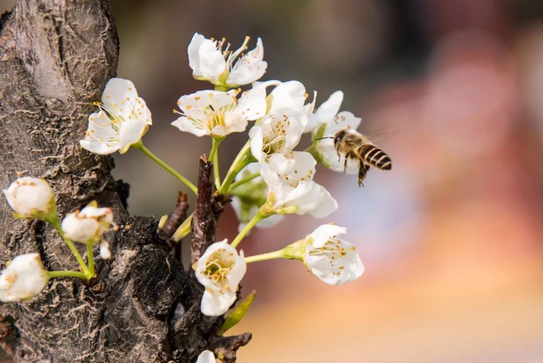 西安的春天到底有多美？我要打包送给你