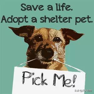 当你不想养狗的时候要怎么办呢,没有足够的心理准备不要养狗