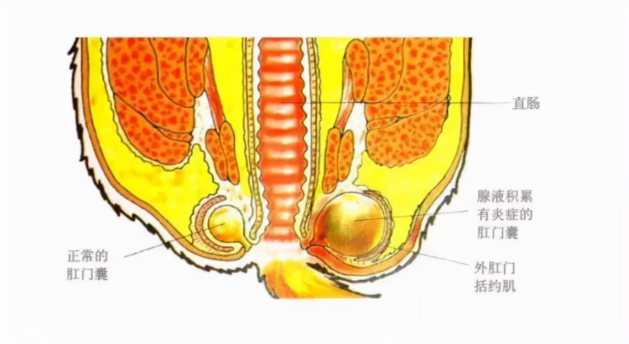 为什么动物在交配前，会先闻对方的屁股？