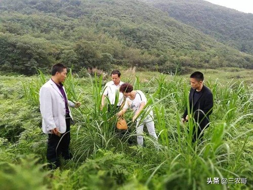 农村利润好的10个冷门创业项目,农村利润高的10个冷门创业项目