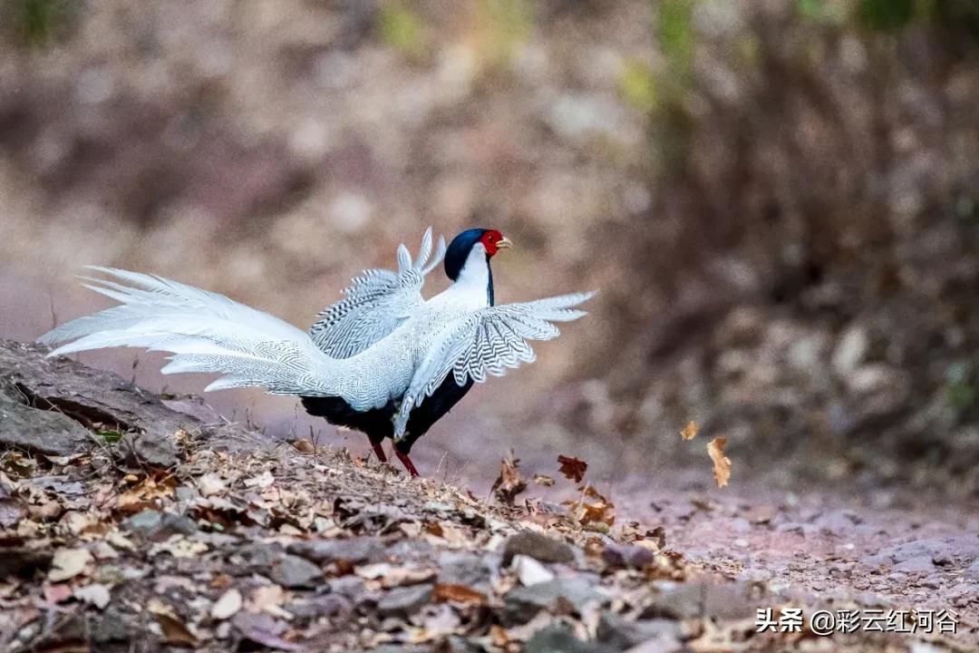 中国云南哪里好看,云南的云彩为什么好看