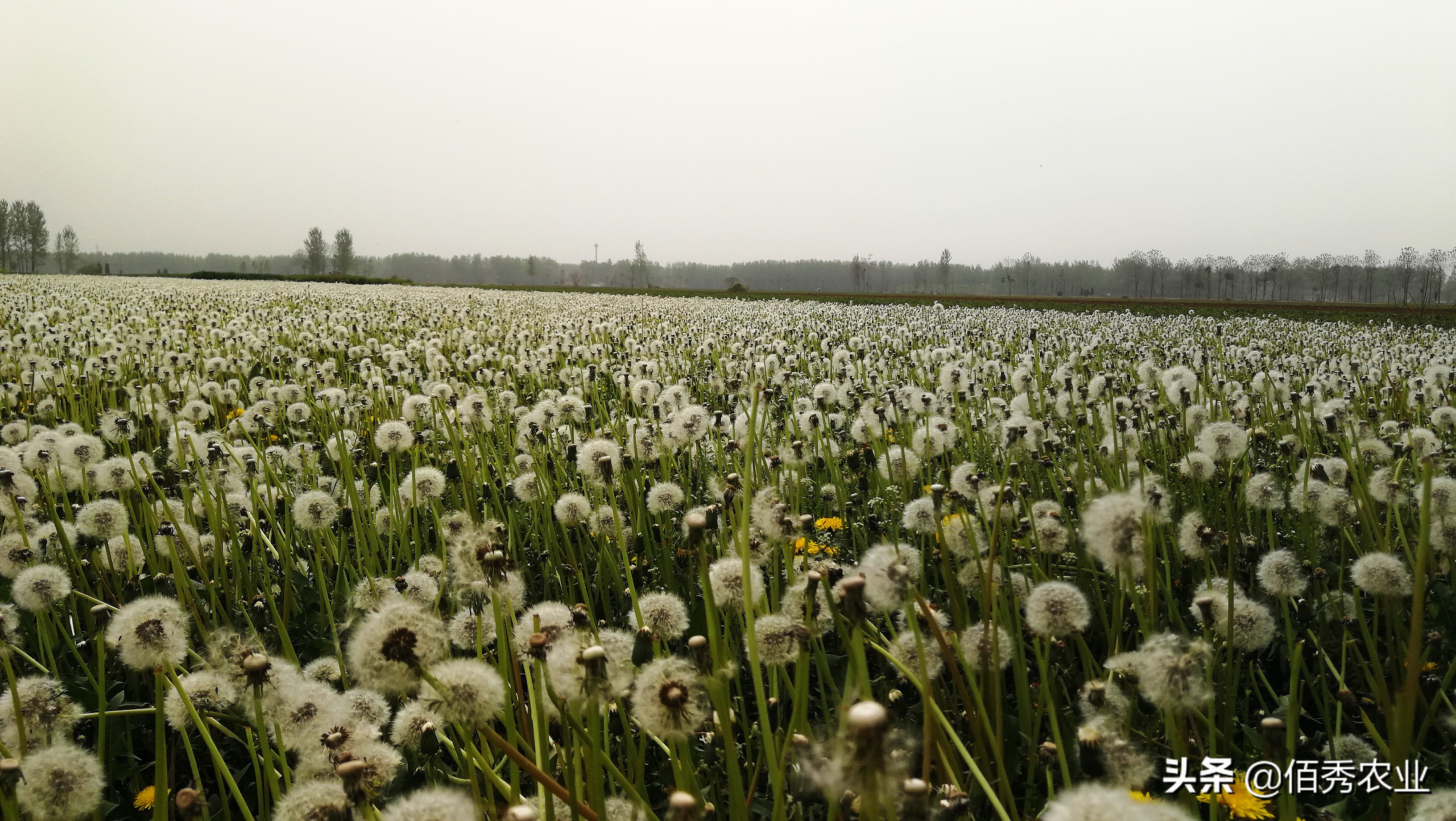 蒲公英野菜可以吃吗有什么好处,蒲公英农家菜