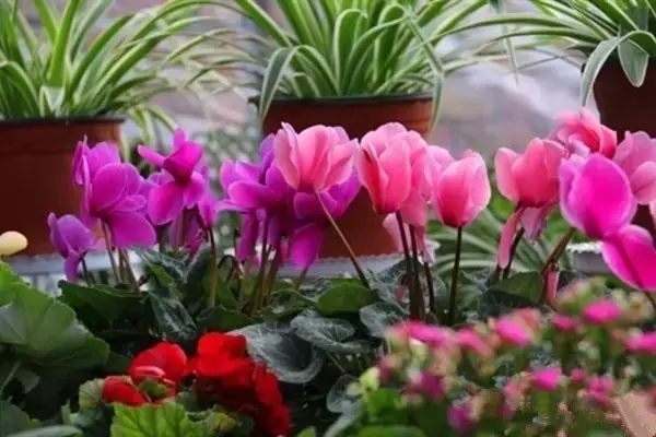 北方喜阴的室内植物花卉有哪些,喜阴耐寒的室外花卉植物有哪些