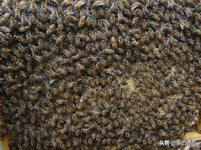 养中蜂最烦人是巢虫，你有好解决方法吗？看养蜂师父分享经验