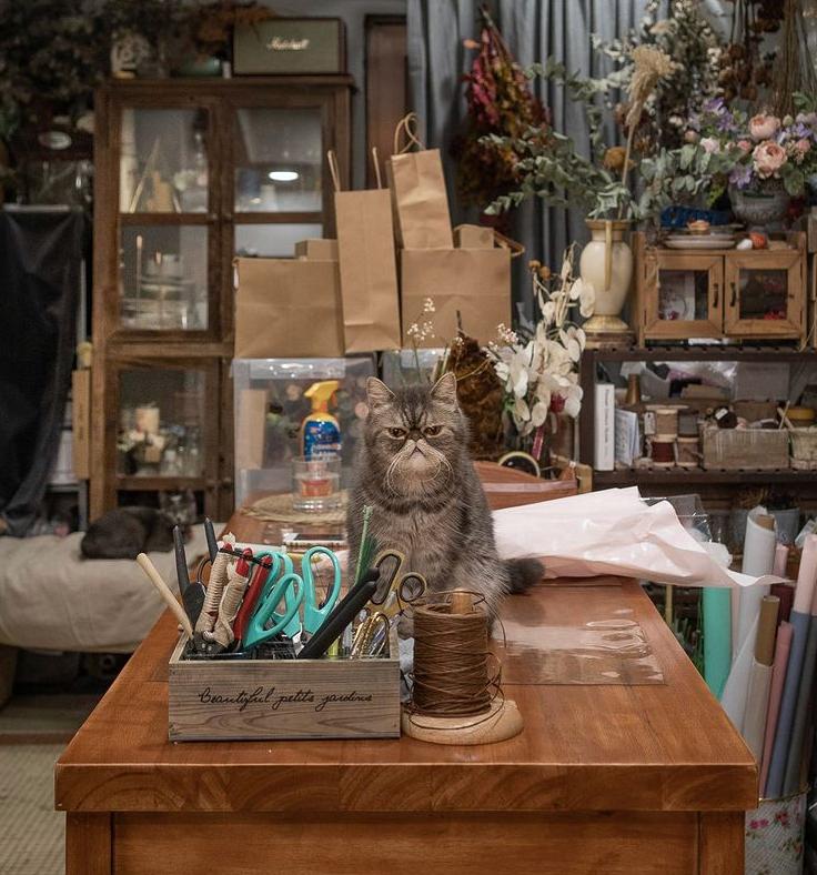 全网都以为复旦大学的猫被偷了，几天后…气得想骂猫