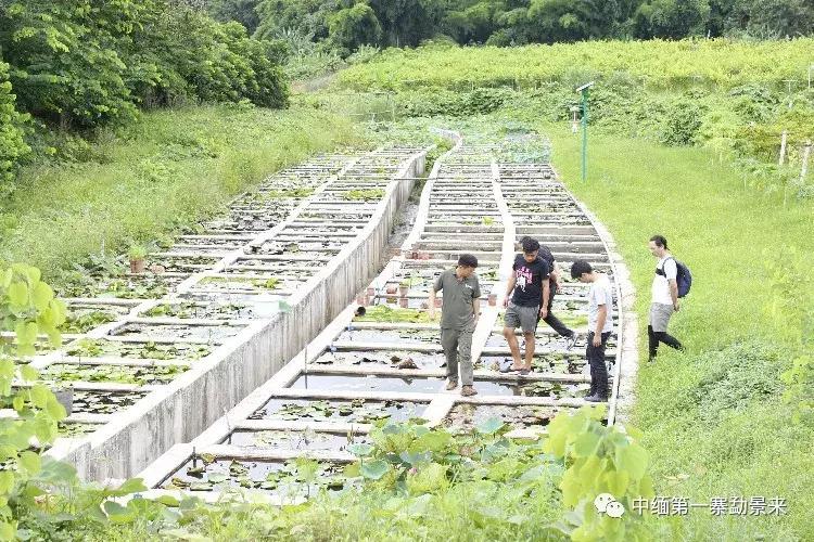 泰国顶级睡莲博士Dr.Nopchai版纳行,被勐景来圈粉