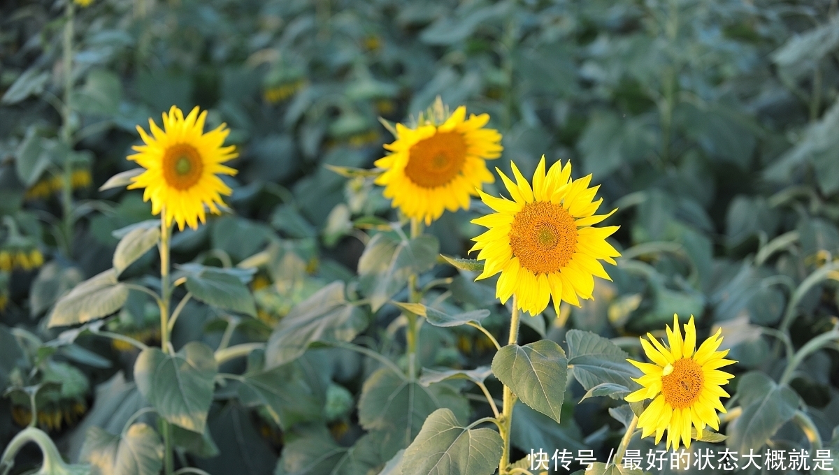 爱和自由同在,爱与自由同时拥有