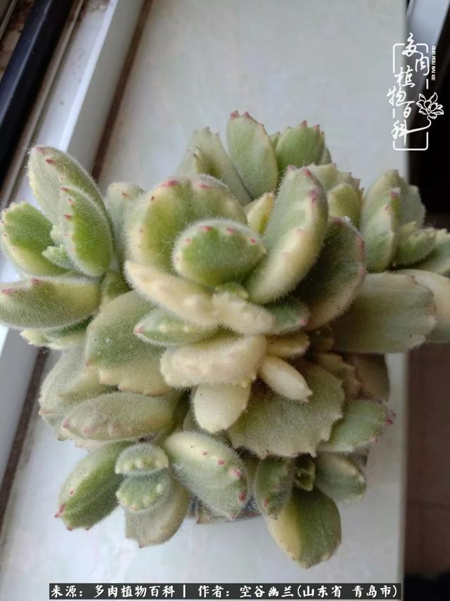 多肉最美的时光,多肉惊艳我的时光