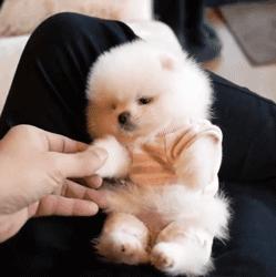 谁也拒绝不了的撒娇,谁也拒绝不了一只卖萌的小狗