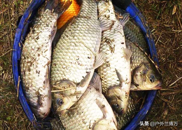 冬钓大板鲫，红虫多加点蓝鲫，鱼儿来得更快