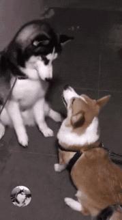 灏忕煭鑵挎煰鍩烘悶绗戣棰戝ぇ鍚堥泦,鍙埍鐨勫皬鐭吙鏌熀鐙楃嫍