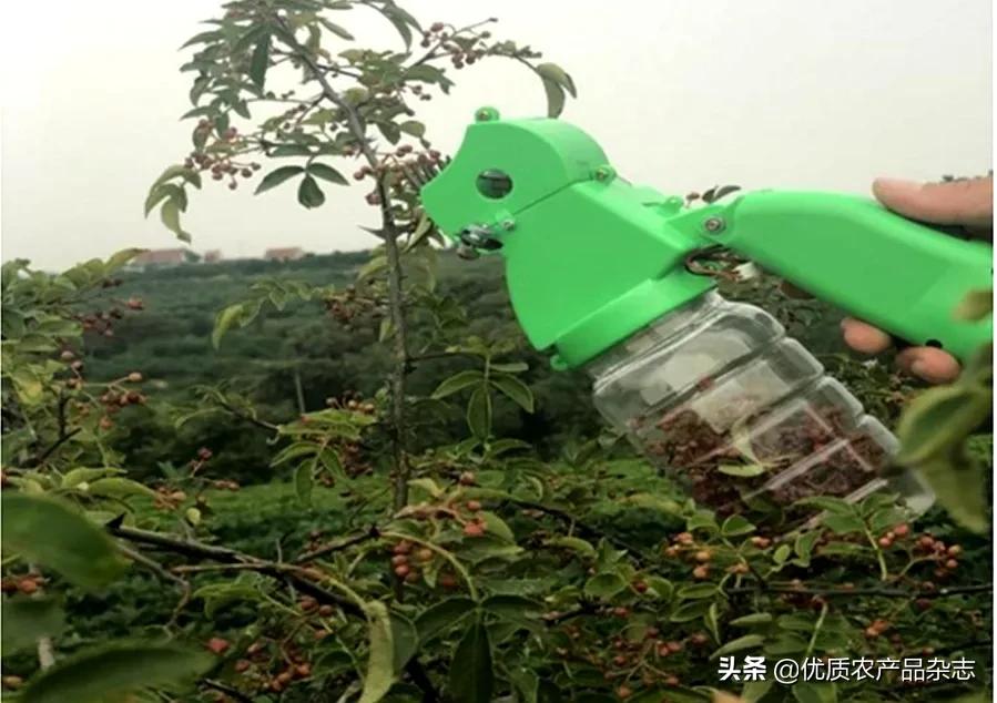 摘花椒多少钱一天,摘花椒150元