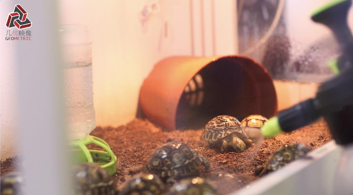 香港养宠物流程,香港养宠物攻略