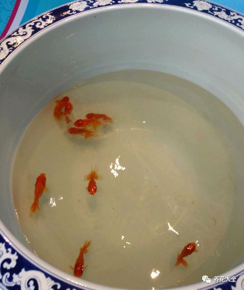 绿萝与铜钱草四季养护,怎么让铜钱草长得和绿萝一样