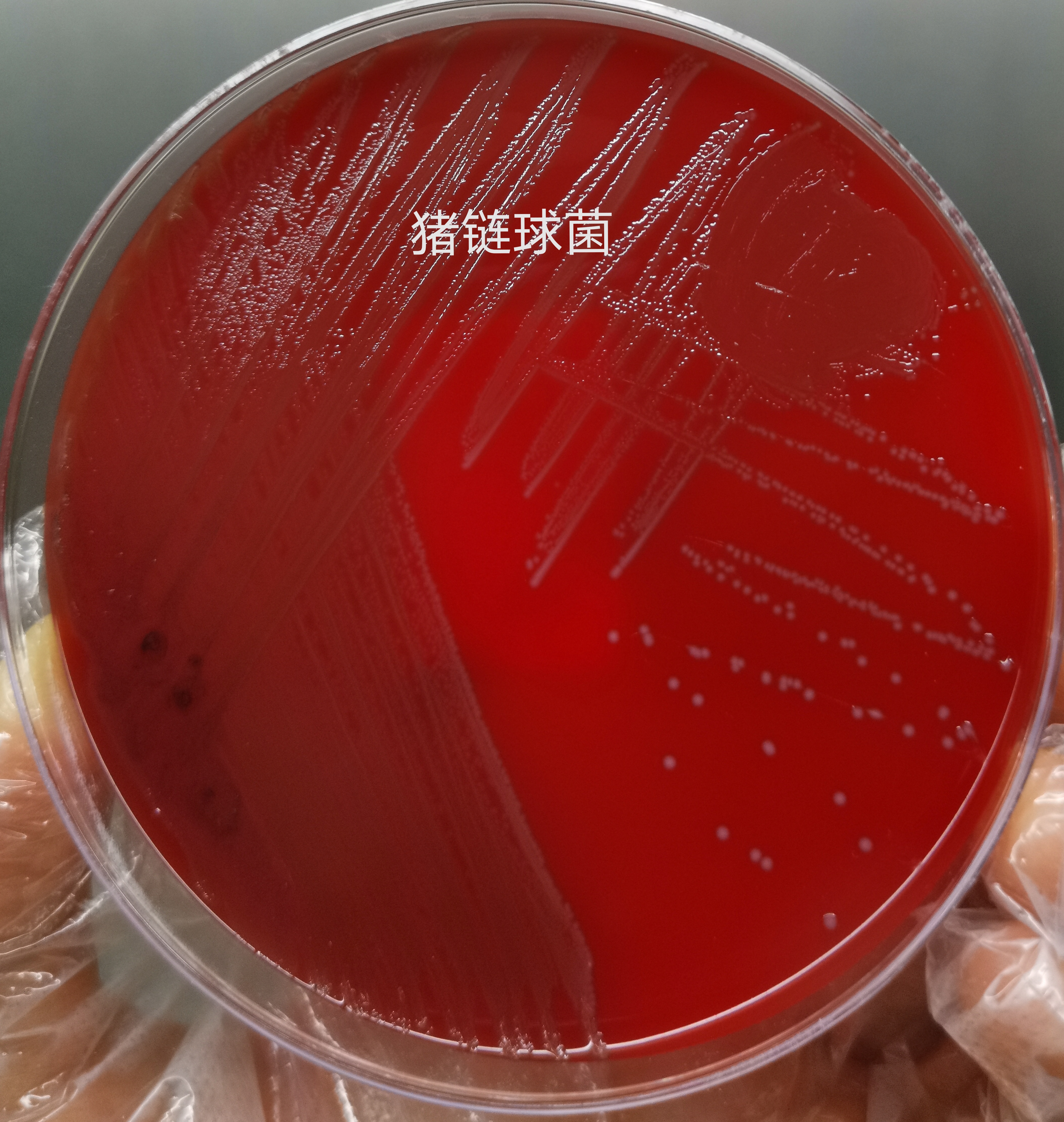 猪肉携带有病菌？感染到人体怎么办？预防措施要做好