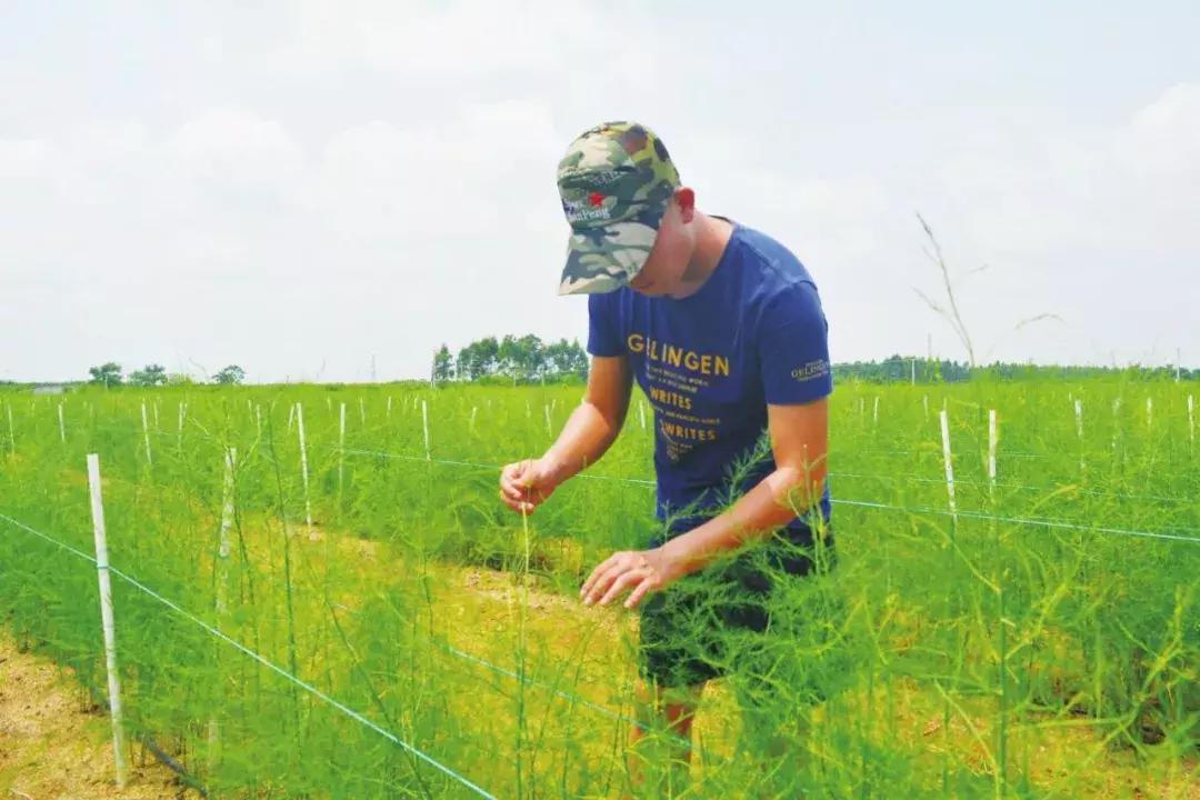芦笋常见虫害用什么药打,芦笋防虫害用什么农药