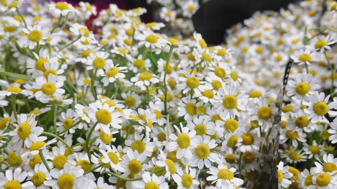 乌鲁木齐花市在哪里光明路附近,乌鲁木齐的花市在哪里