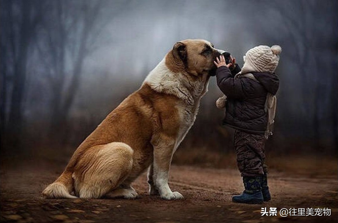 它被土库曼人当成国宝，虽历经几千年演变，原生优良品质依然存在