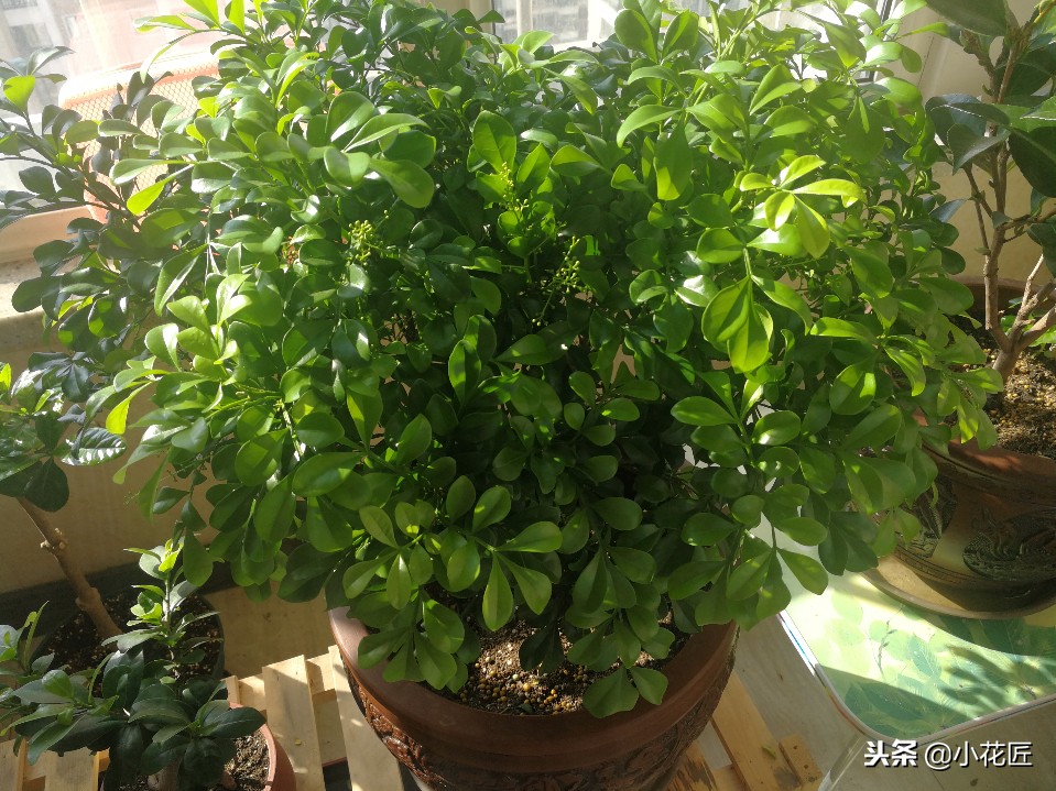 米兰干枯叶子全掉完了还能活吗,米兰花叶子干枯掉落怎么补救