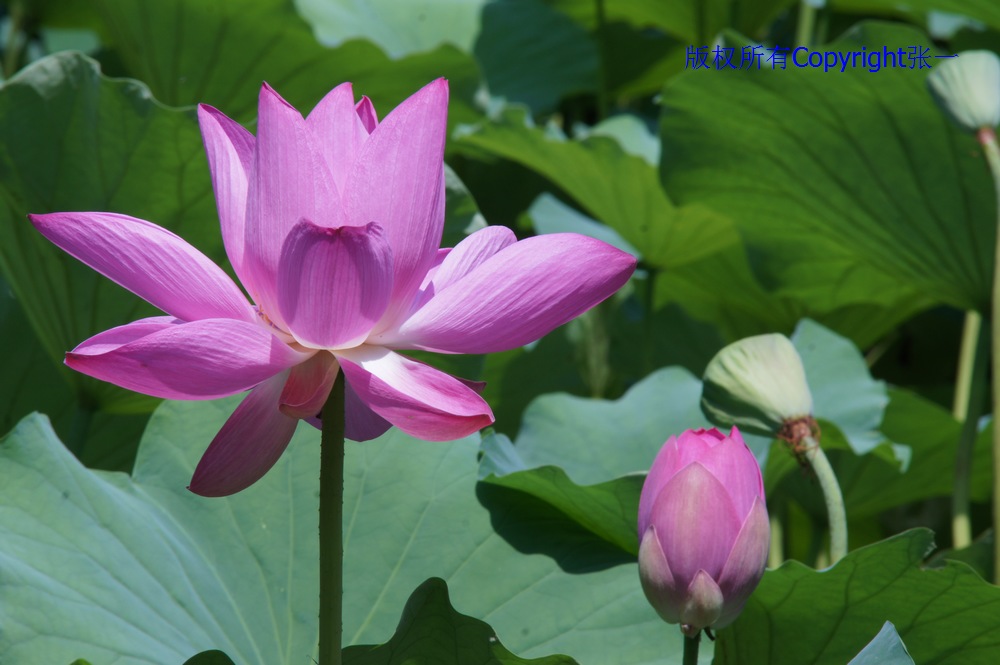 北京紫竹院的荷花：德国Pentacon与日本Minolta镜头实拍对比