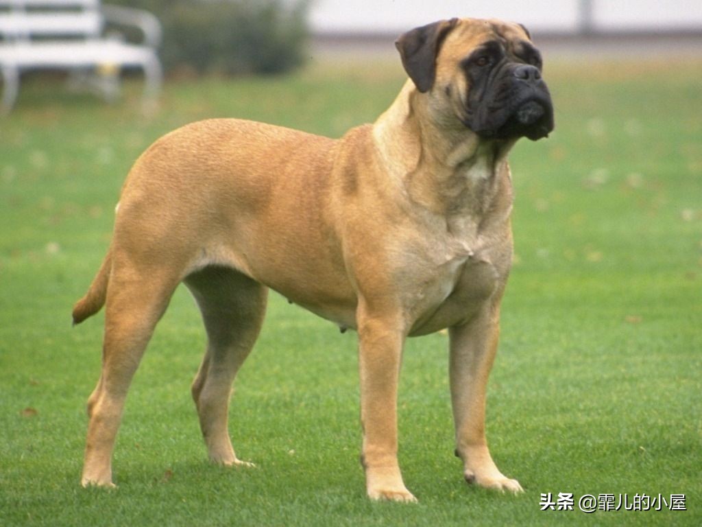 世界上最强悍的獒犬,世界十大獒犬排行榜