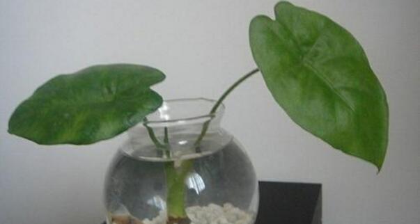 滴水观音叶斑病怎么处理,滴水观音有红蜘蛛病怎么办