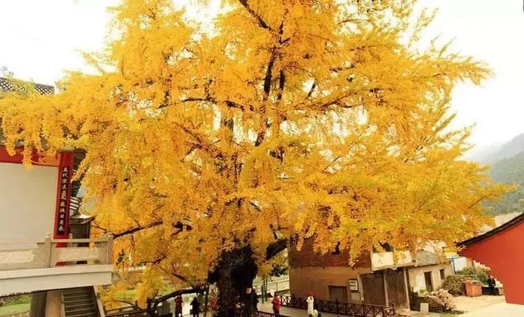 温州银杏哪里最美,温州秋冬的银杏树确实美