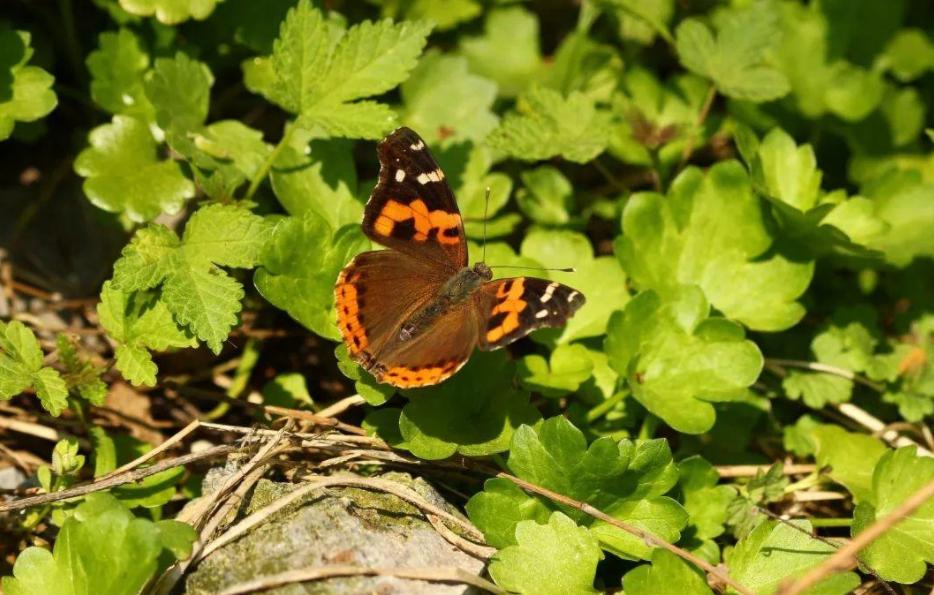 第六次灭绝来了？科学家计划送精子卵子上太空，含50个人类样本