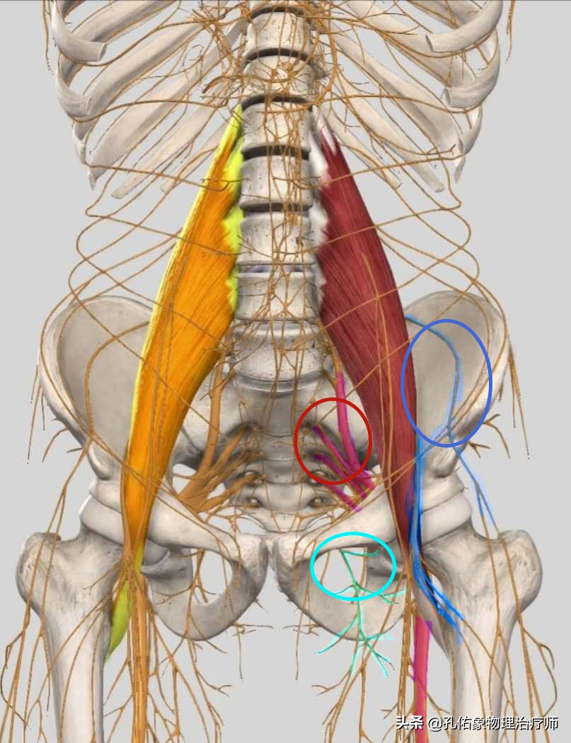 女大腿根内侧疼痛是什么原因,女性左大腿内侧根部疼是怎么回事