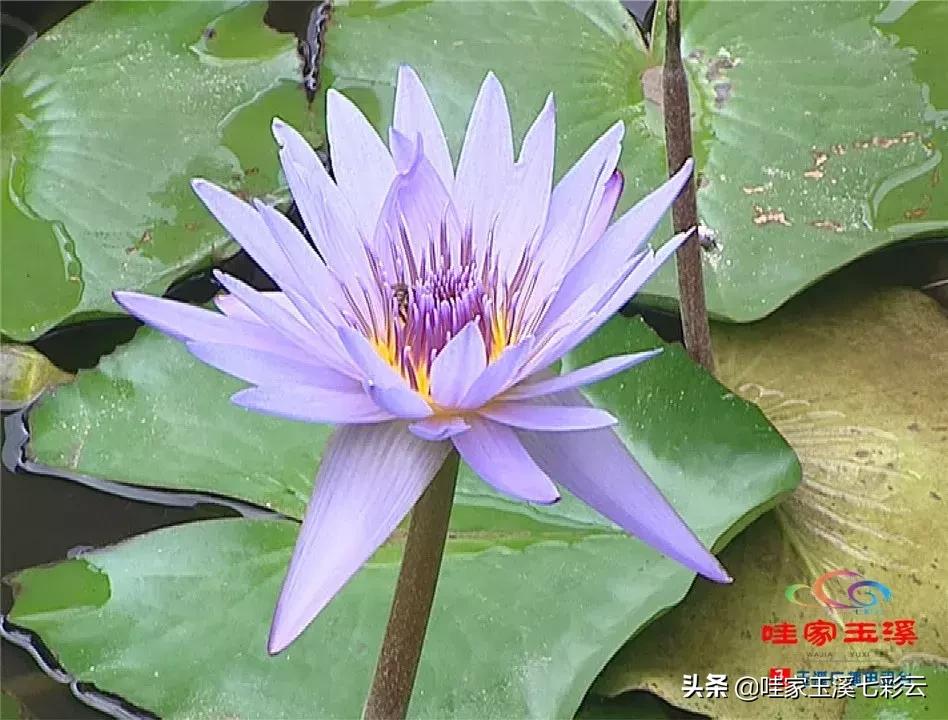 迷人!这里的“花中睡美人”盛开了