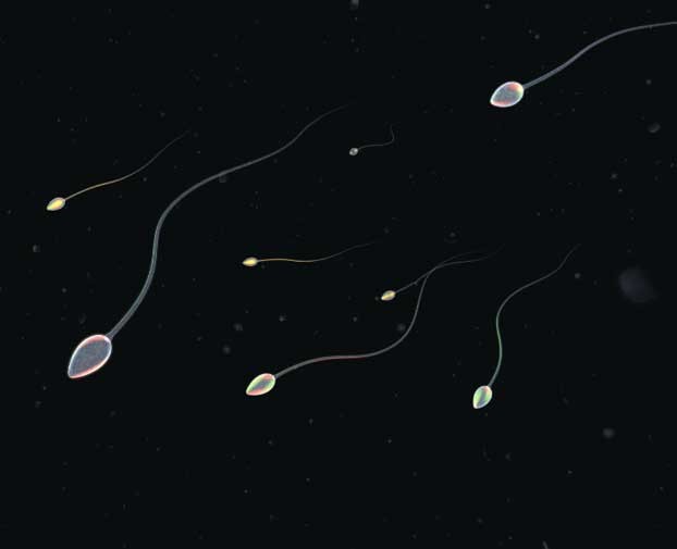 三百年来科学家都看错了,精子游动起来并不像“小蝌蚪”