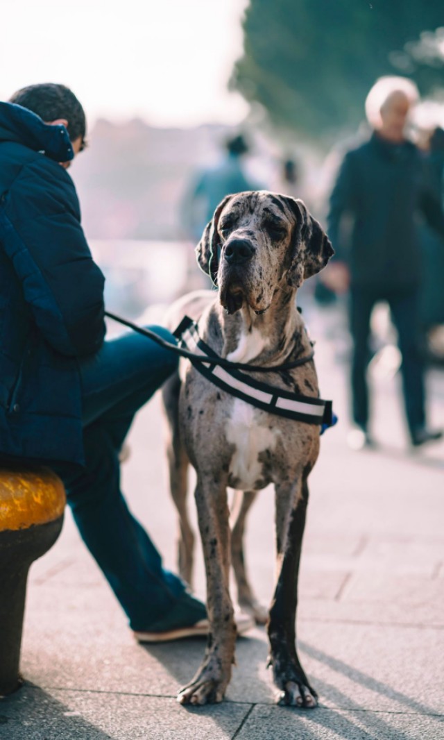海洋壁纸动态壁纸高清全屏90帧,宠物手机壁纸