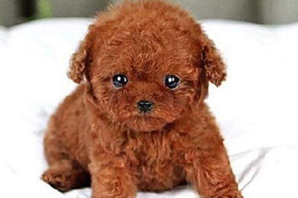 比熊和泰迪配出来的幼犬怎样挑选,如何挑选泰迪幼犬视频教程