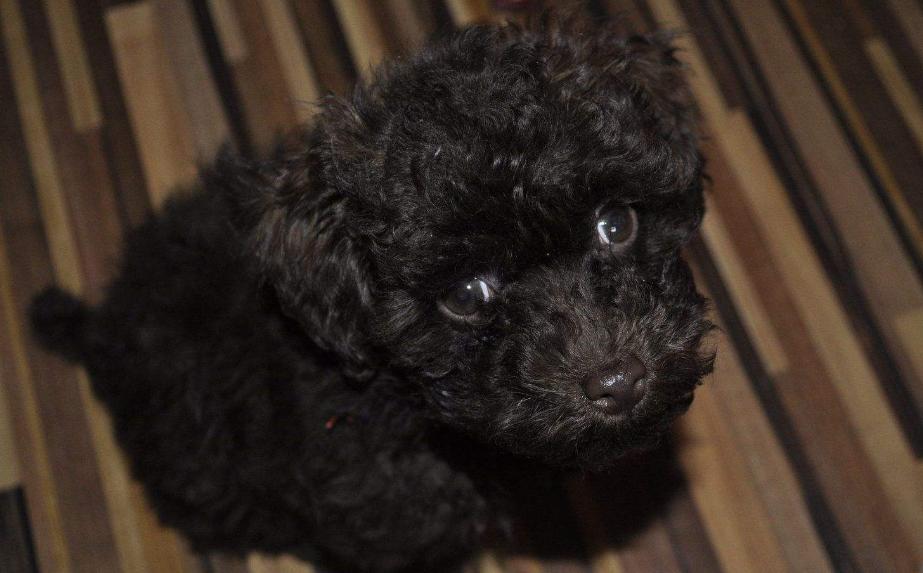 为什么“黑色”贵宾犬少人养?有7个原因