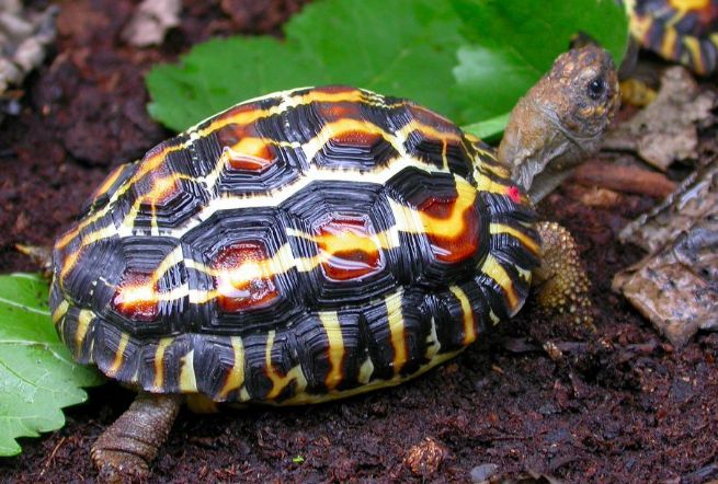 牢底坐穿系列，养一只就会坐牢，快看下你家有没有这些乌龟