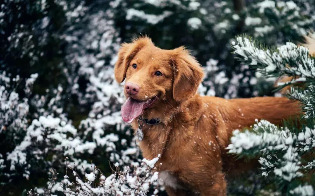 如何判断狗狗鼻子进异物,狗狗鼻子会出现什么问题