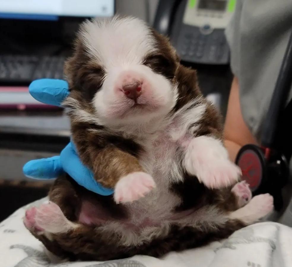 刚出生的小狗有只手畸形,小狗一出生就有六条腿两个尾巴