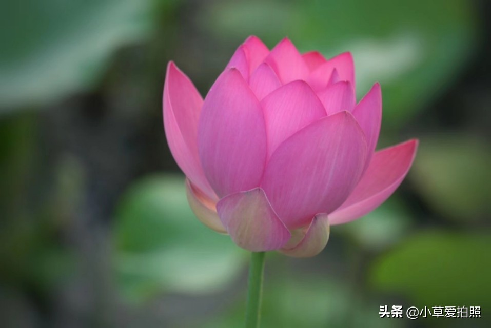 威海羊亭全景图,威海羊亭荷花湾