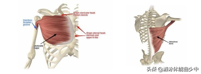 蛙泳慢动作分析,蛙泳费力的原因