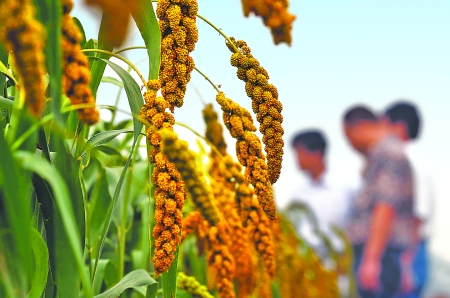 高粱谷子价格一路飙升,赤峰高粱今日最新报价