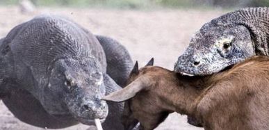 老虎对战斑点巨蜥,最大的蜥蜴和最大的鳄鱼战斗视频